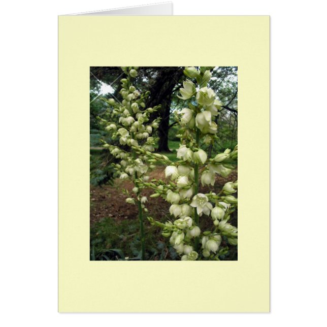 Yucca Hälsningskort (Framsidan)