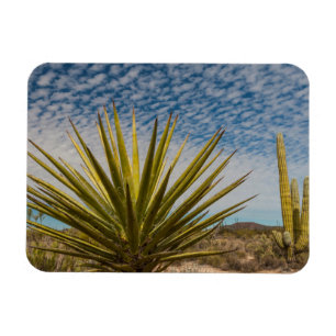 Yucca i öknen, Mexiko Magnet