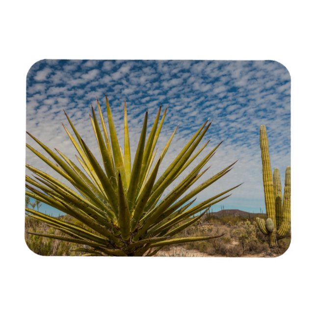 Yucca i öknen, Mexiko Magnet (Horisontell)