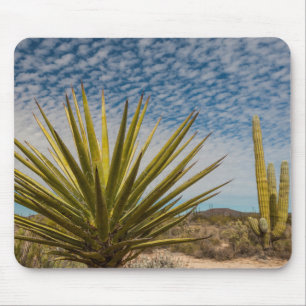 Yucca i öknen, Mexiko Musmatta