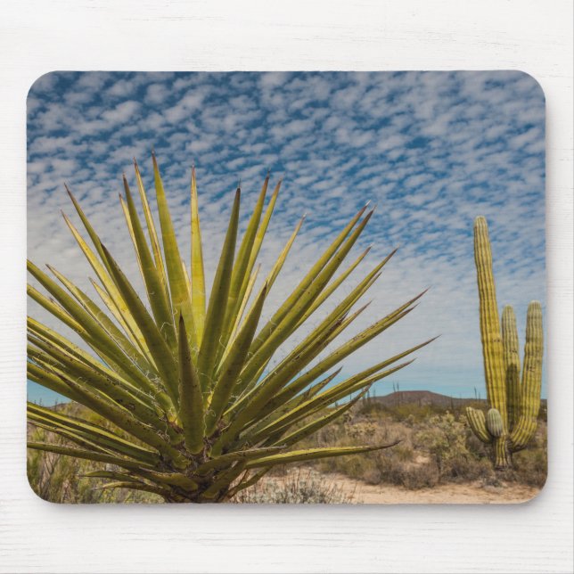 Yucca i öknen, Mexiko Musmatta (Framsidan)