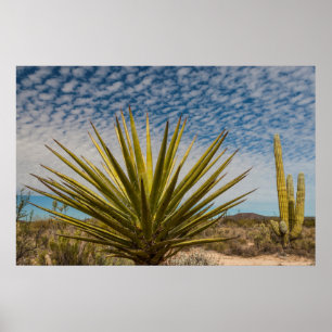 Yucca i öknen, Mexiko Poster