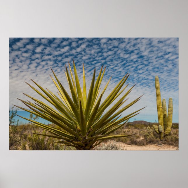 Yucca i öknen, Mexiko Poster (Framsidan)
