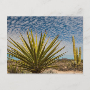 Yucca i öknen, Mexiko Vykort