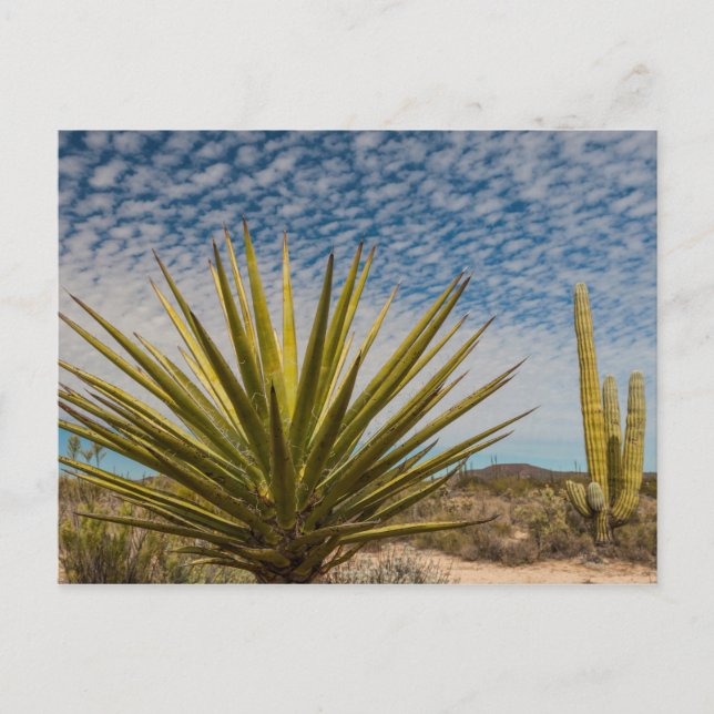 Yucca i öknen, Mexiko Vykort (Framsida)
