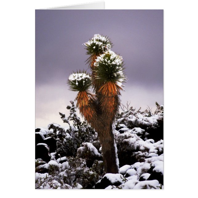 Yucca i Snö, Black Mountain Henderson Nevada Hälsningskort (Framsidan)