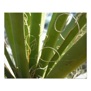 Yucca Lövs Grönt Natur Fotography Fototryck
