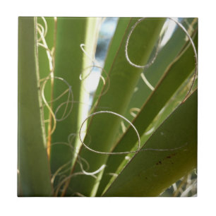 Yucca Lövs Grönt Natur Fotography Kakelplatta