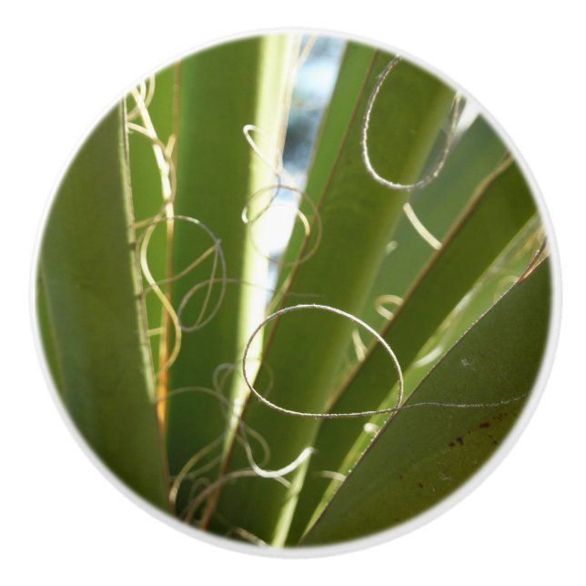 Yucca Lövs Grönt Natur Fotography Knopp (Framsidan)