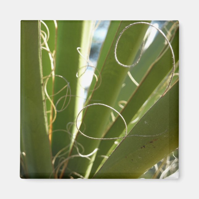 Yucca Lövs Grönt Natur Fotography Magnet (Framsidan)