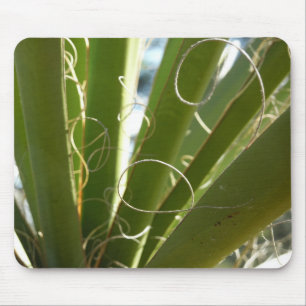 Yucca Lövs Grönt Natur Fotography Musmatta