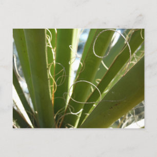 Yucca Lövs Grönt Natur Fotography Vykort