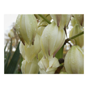 Yucca Plant Fototryck