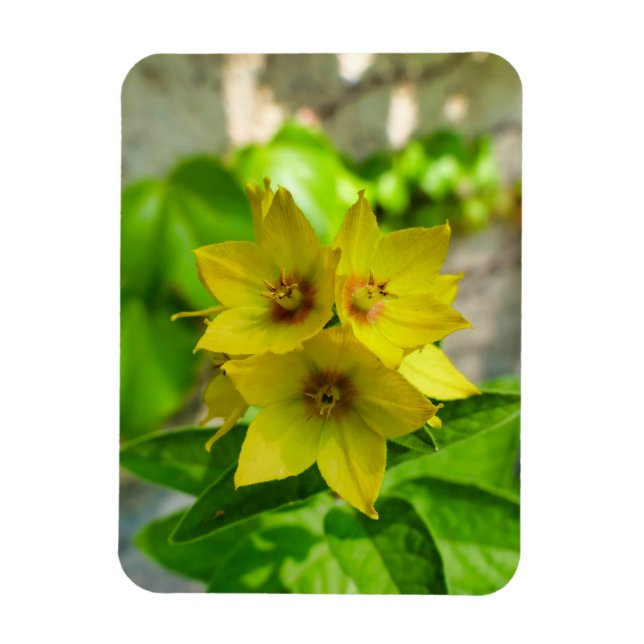 Yucca Plant Magnet (Vertikal)