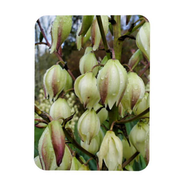 Yucca Plant Magnet (Vertikal)
