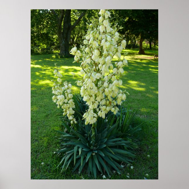 Yucca Plant Poster (Framsidan)