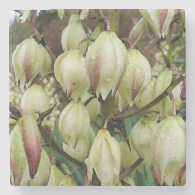 Yucca Plant Stenunderlägg (Framsidan)