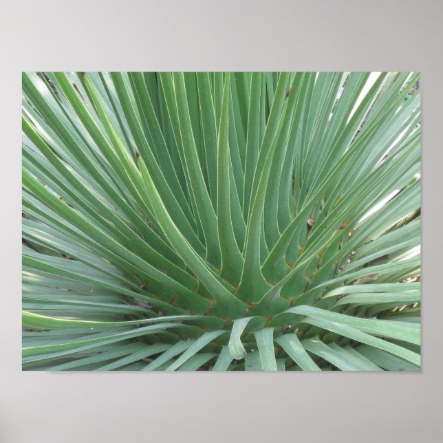 Yucca Poster (Framsidan)