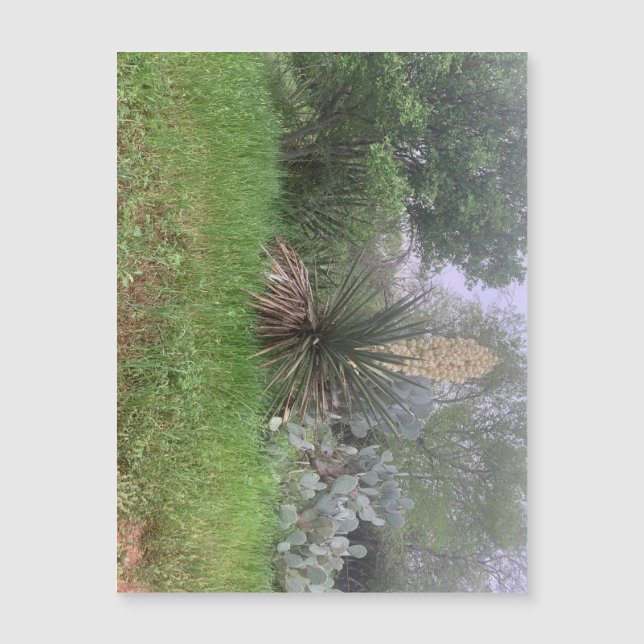 Yucca Scene Magnet (liggande) (Framsida)