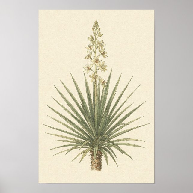 Yucca Växt Botanisk Affisch (Framsidan)