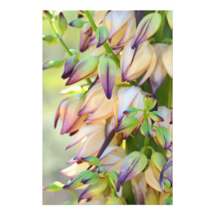 yuccaen blommar fototrycket fototryck