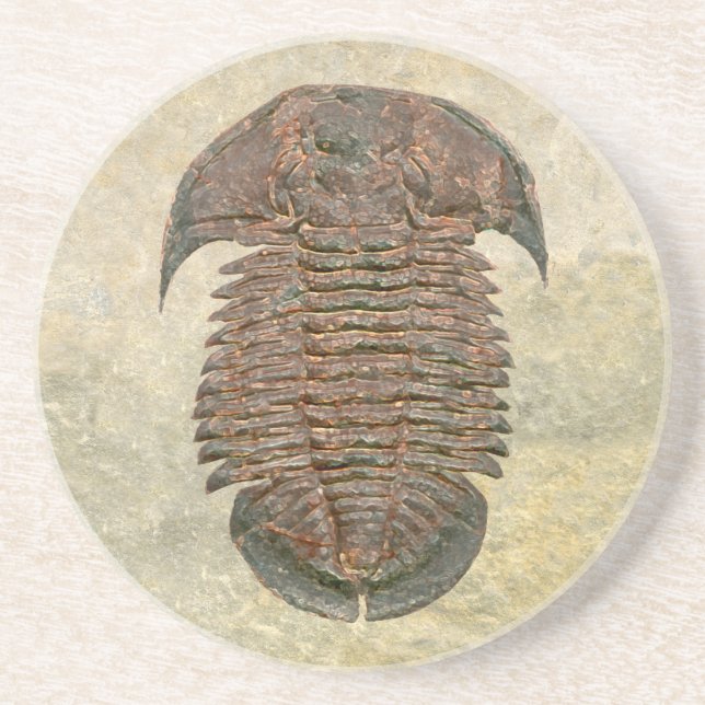 Yuepingia Fossil Trilobite Underlägg Sandsten (Framsidan)