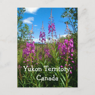 Yukon Fireweed Vykort