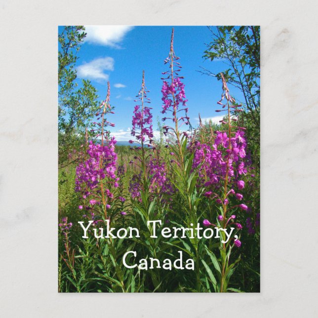 Yukon Fireweed Vykort (Framsida)