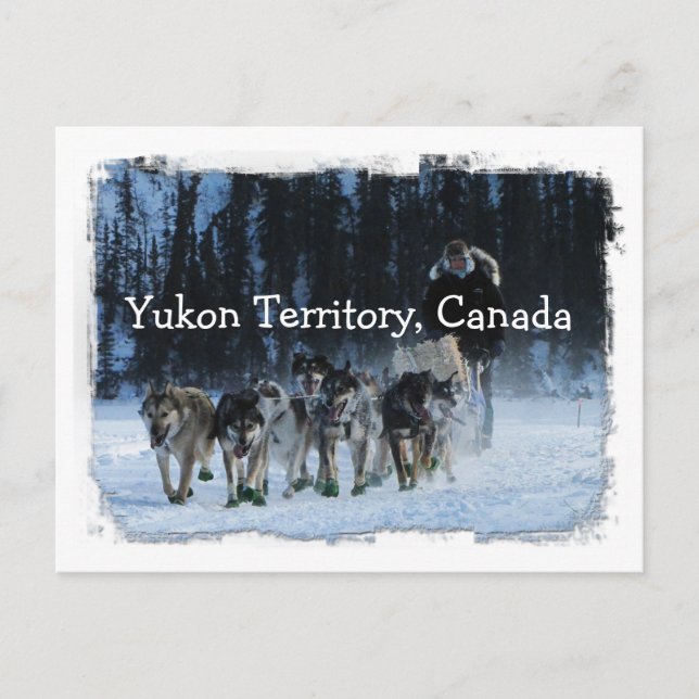 Yukon Quest Dogsled Team Yukon Territory, Kanada Vykort (Framsida)