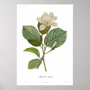 Yulan Magnolia Poster