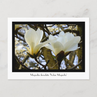 Yulan Magnolia-uppköpbart vykort