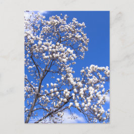 Yulan Magnolia:vykort Vykort