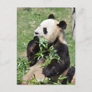 Yum Bamboo! Panda-vykort Vykort