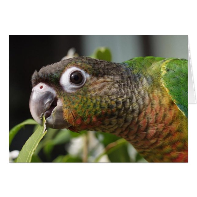 yum hälsningskort (Framsidan Horizontal)