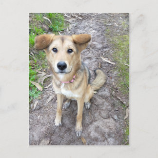 Yume - Female Dog - Akita & German Shepherd - PT Vykort