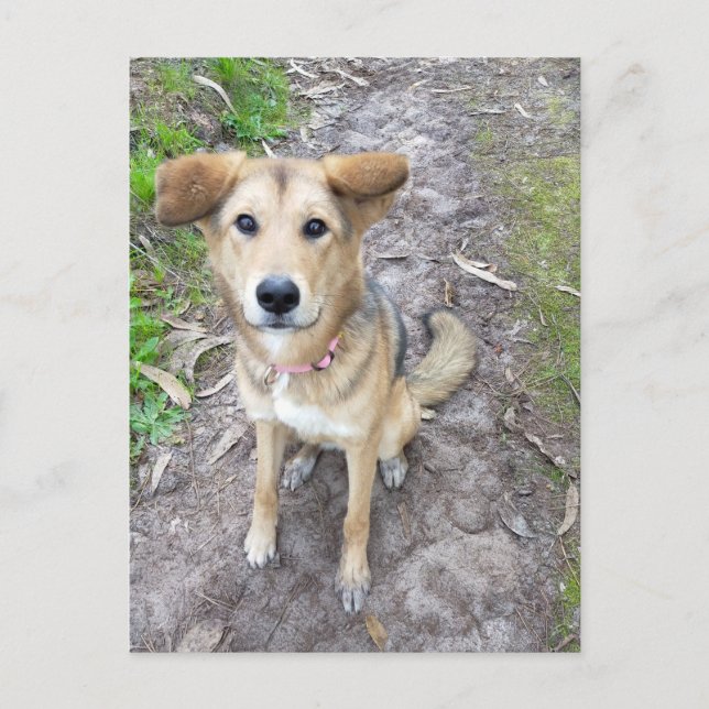 Yume - Female Dog - Akita & German Shepherd - PT Vykort (Framsida)