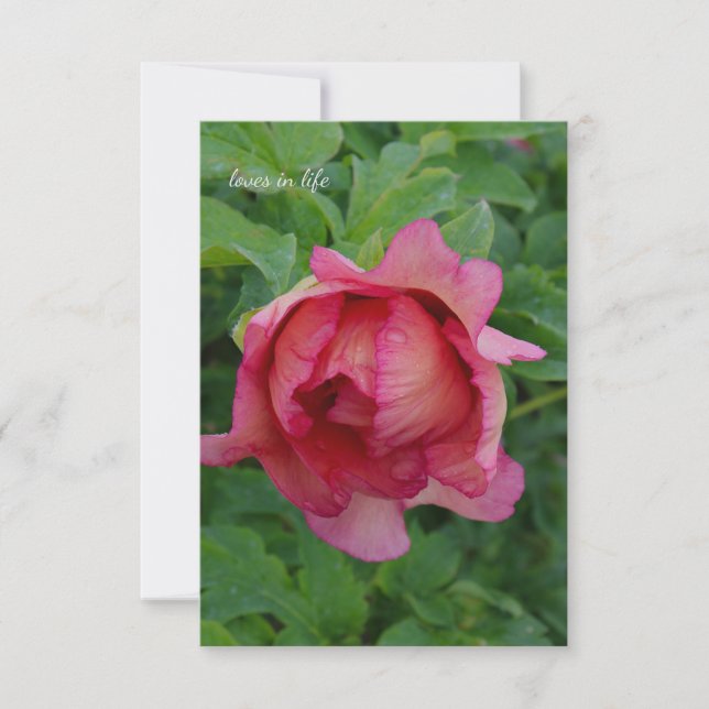 Yummy Rosa Blooming Peony Anteckningskort (Framsida)