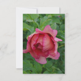Yummy Rosa Blooming Peony Anteckningskort