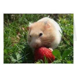 Yummy Strawberry Hammie OBS Kort