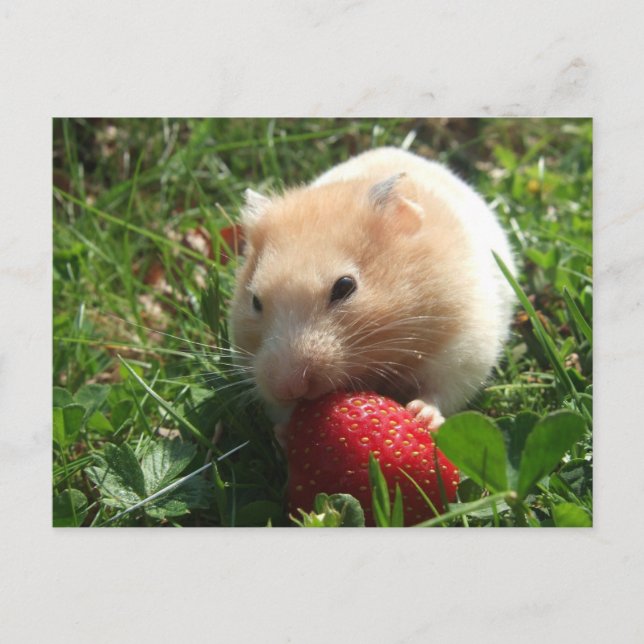 Yummy Strawberry Hammie Vykort (Framsida)
