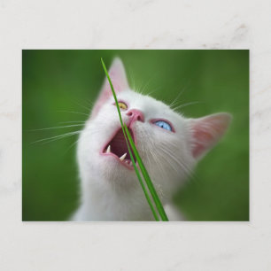 Yummy - Van Cat Vykort