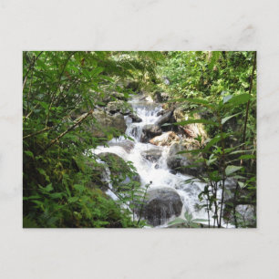 Yunque Rain Forest, Puerto Rico Vykort