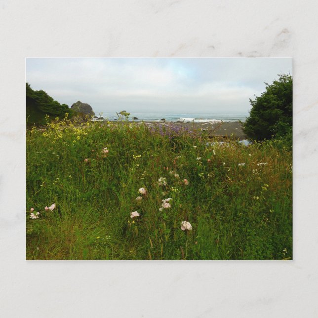 Yurok Loop Trail at Redwood National Park Vykort (Framsida)