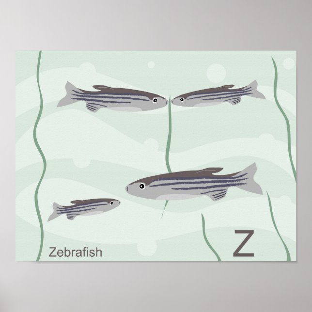 Z för sebrafisk Poster (Framsidan)