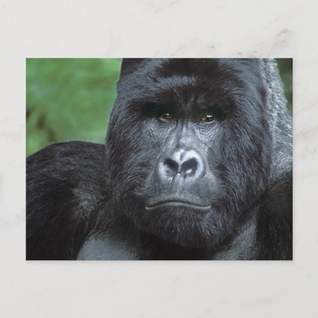 Zaire, Virungas nationalpark. Porträtt Vykort (Framsida)