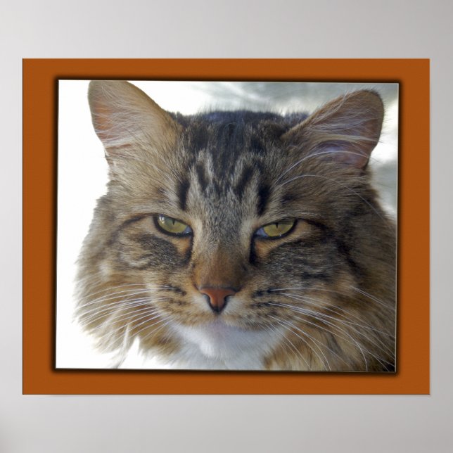 Zaks Pic Poster (Framsidan)