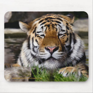 Zambar Tiger Musmatta