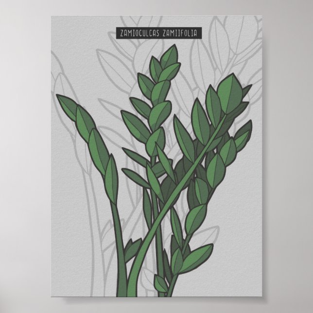 Zamioculcas zamiifolia ZZ Plant Poster (Framsidan)