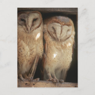 Zanzibar, Tanzania, Öster Afrikan Vykort