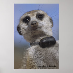 Zaphod - kung av den Kalahari affischen Poster